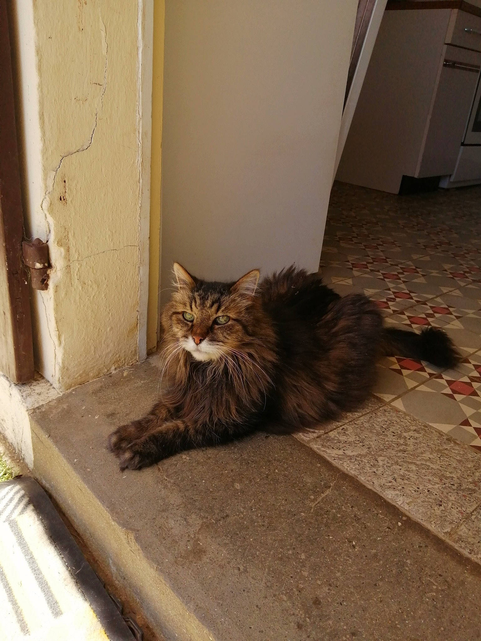 Syracuze participe au concours pour gagner de l'argent avec cette photo : asian, british_semi_longhair, carnivore, cat, domestic_long_haired_cat, domestic_short_haired_cat, european_shorthair, felidae, floor, flooring, fur, maine_coon, norwegian_forest_cat, polydactyl_cat, small_to_medium_sized_cats, tabby_cat, tail, whiskers, window