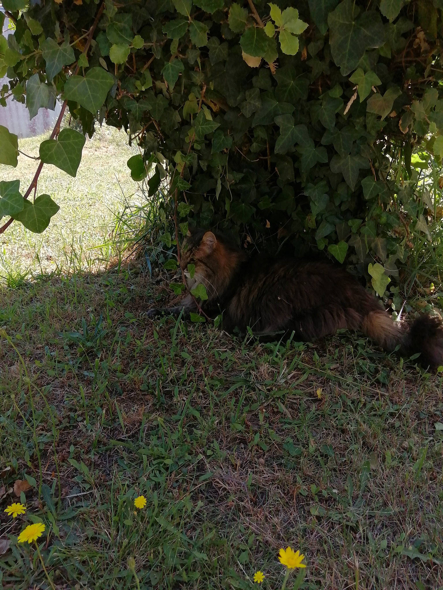 Syracuze participe au concours pour gagner de l'argent avec cette photo : adaptation, branch, cat, felidae, grass, green, groundcover, lawn, leaf, morning, plant, shrub, sunlight, tail, tree, trunk, wildlife, woodland