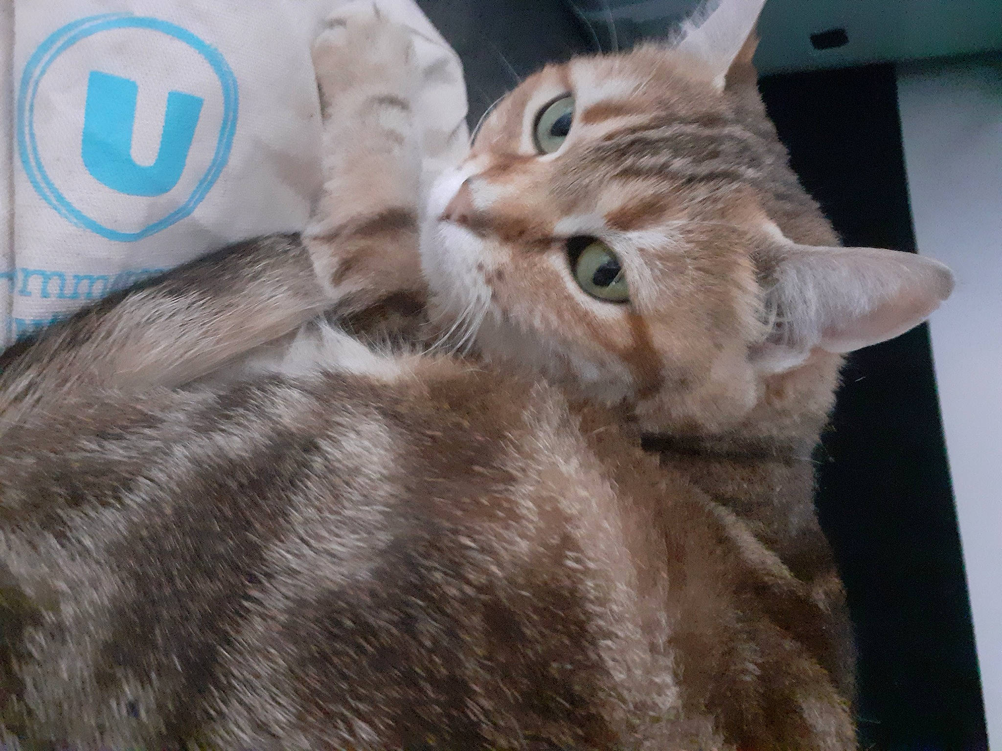 Lune participe au concours pour gagner de l'argent avec cette photo : carnivore, cat, claw, domestic_short_haired_cat, ear, felidae, fur, gesture, logo, paw, photo_caption, small_to_medium_sized_cats, snout, tail, whiskers