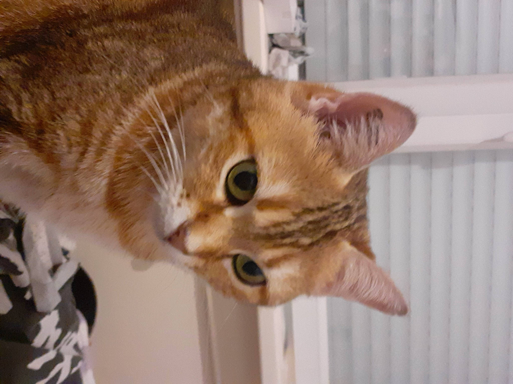 Lune participe au concours pour gagner de l'argent avec cette photo : carnivore, cat, cat_supply, claw, domestic_short_haired_cat, door, ear, fawn, felidae, fur, pet_supply, small_to_medium_sized_cats, snout, tail, terrestrial_animal, tree, whiskers, window, wood