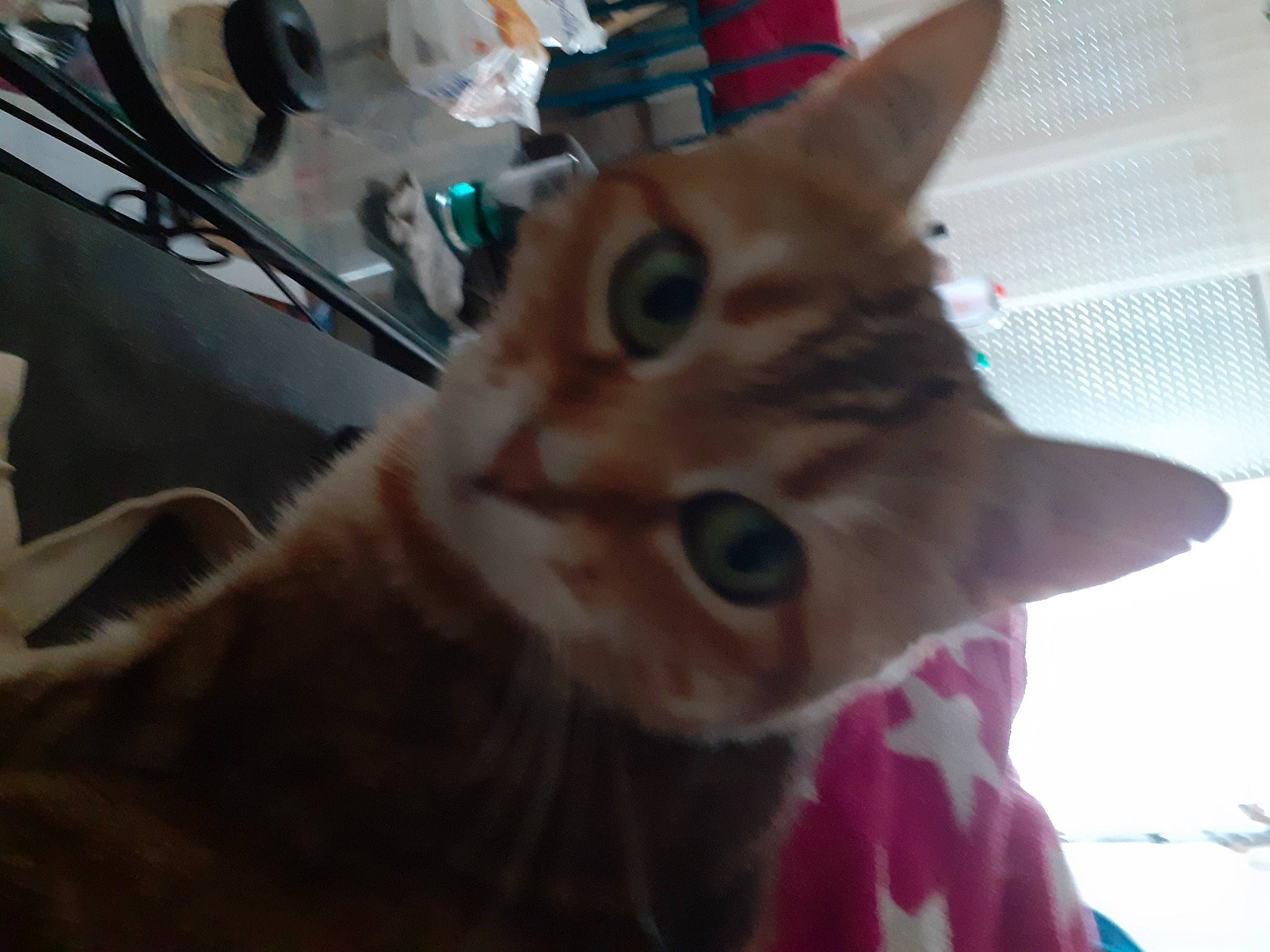 Lune participe au concours pour gagner de l'argent avec cette photo : carnivore, cat, christmas, christmas_ornament, claw, domestic_short_haired_cat, fawn, felidae, fur, paw, small_to_medium_sized_cats, snout, tail, whiskers