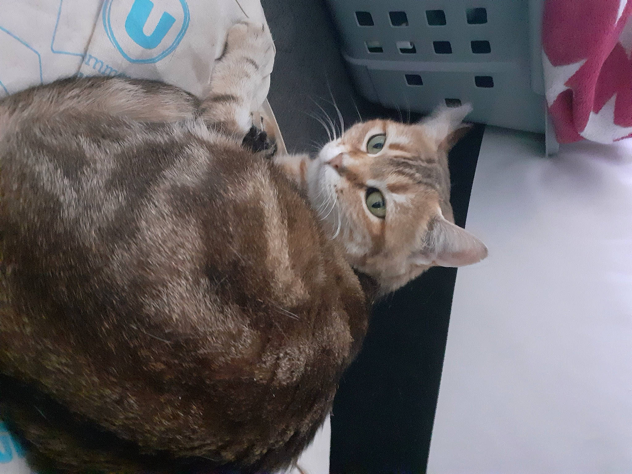 Lune participe au concours pour gagner de l'argent avec cette photo : bag, carnivore, cat, claw, comfort, domestic_short_haired_cat, drawer, ear, felidae, fur, gesture, liver, luggage_and_bags, small_to_medium_sized_cats, snout, tail, terrestrial_animal, whiskers