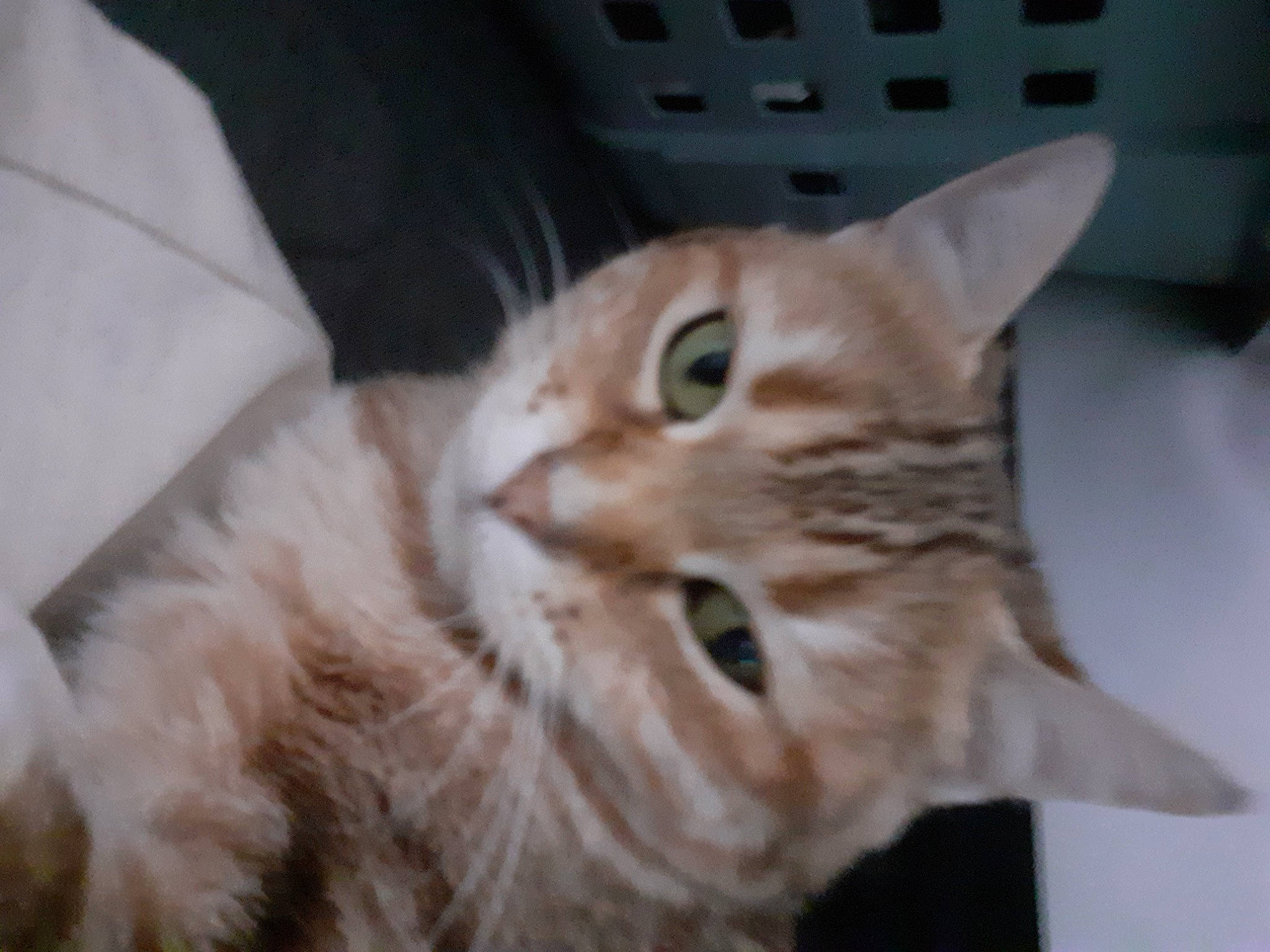 Lune a rejoint le concours — aidez-le/la à gagner de superbes lots ! carnivore, cat, claw, domestic_short_haired_cat, ear, fawn, felidae, fur, paw, small_to_medium_sized_cats, snout, whiskers, wood