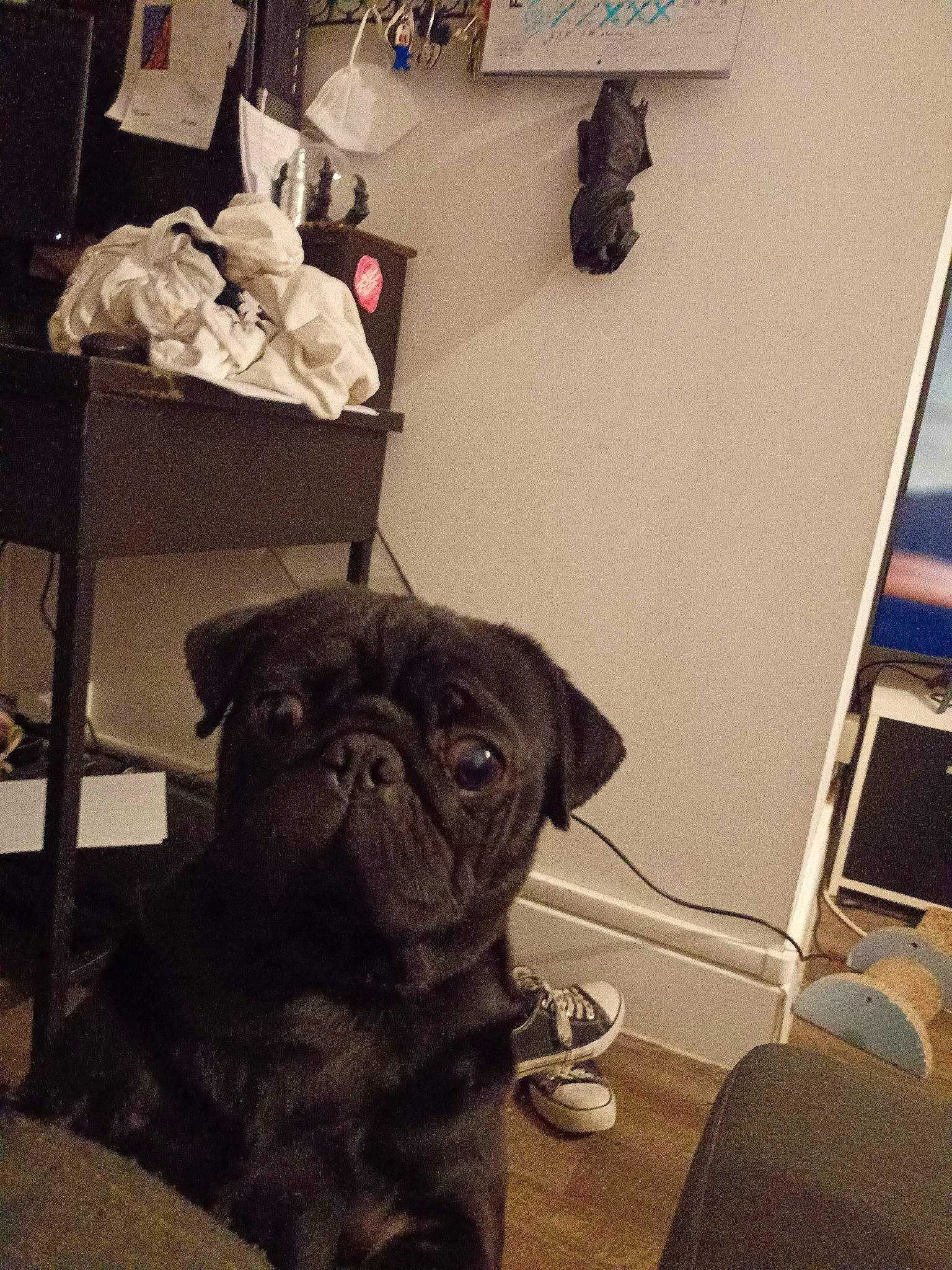 Snow a rejoint le concours — aidez-le/la à gagner de superbes lots ! canidae, carnivore, chair, companion_dog, dog, dog_breed, fawn, flooring, fur, hat, non_sporting_group, picture_frame, pug, room, snout, sporting_group, toy_dog, whiskers, working_animal, wrinkle