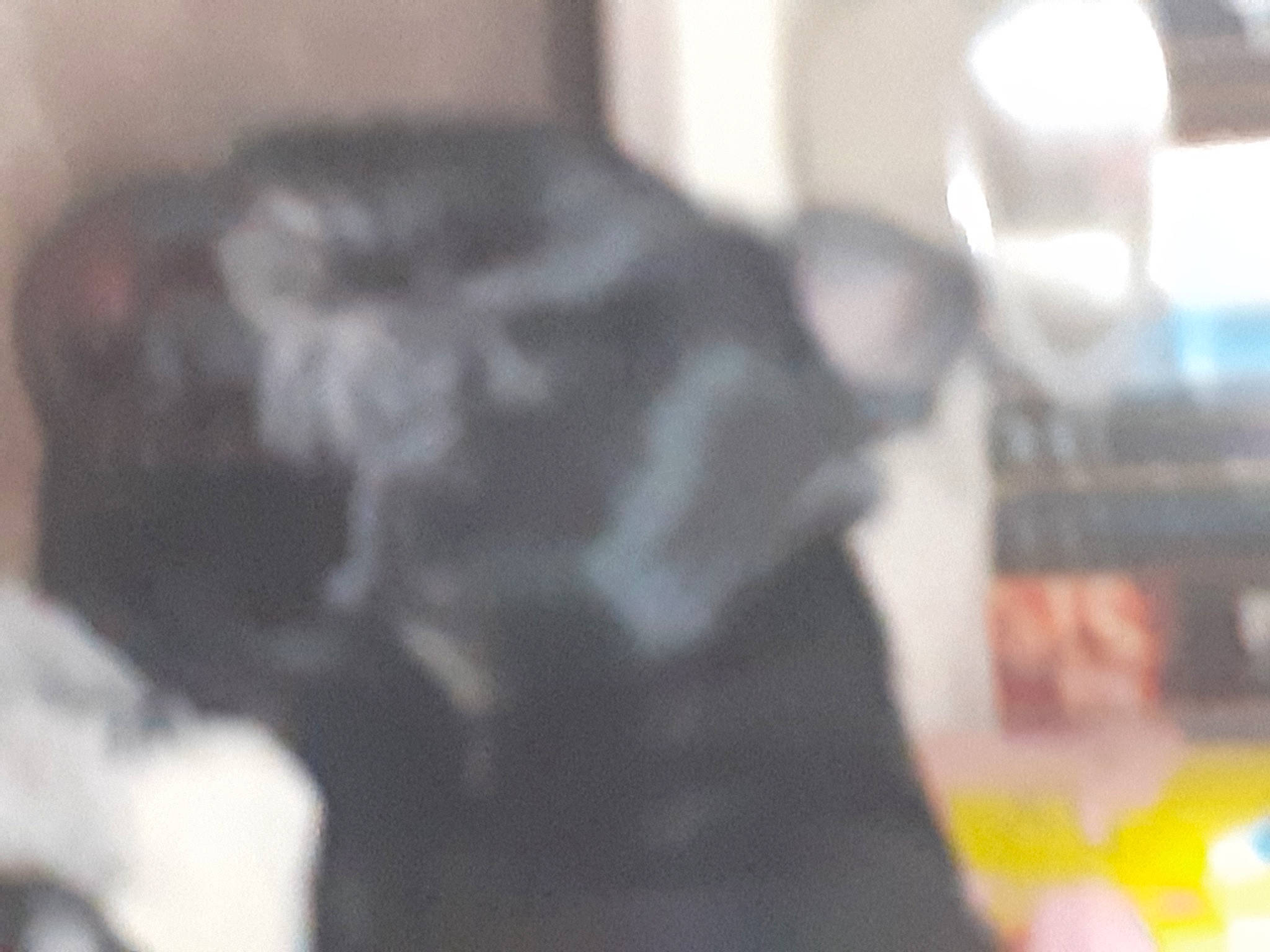 Snow a rejoint le concours — aidez-le/la à gagner de superbes lots ! canidae, companion_dog, dog_breed, event, fun, fur, sporting_group