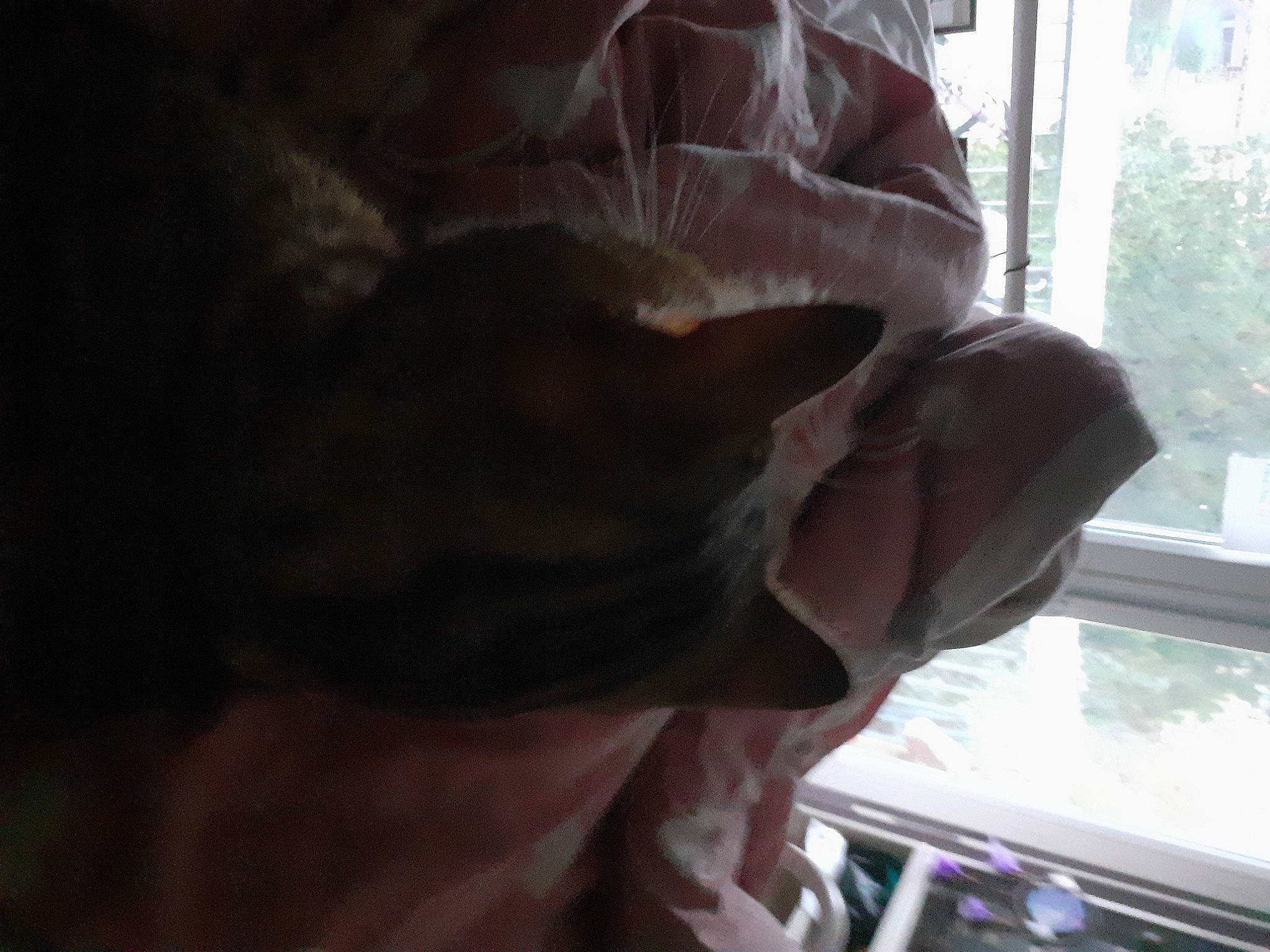 Flash a rejoint le concours — aidez-le/la à gagner de superbes lots ! auto_part, canidae, car_seat, carnivore, comfort, companion_dog, dog_breed, fawn, felidae, fur, human_leg, linens, small_to_medium_sized_cats, sporting_group, tail, tints_and_shades, tree, vehicle_door, whiskers, window