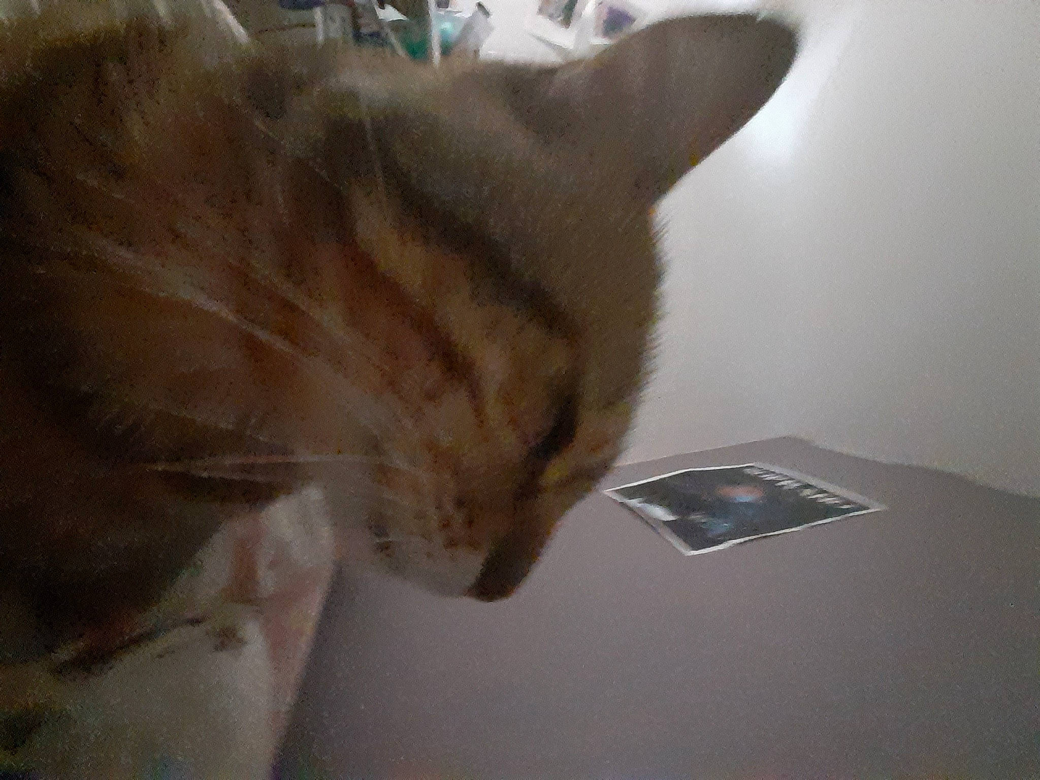 Flash a rejoint le concours — aidez-le/la à gagner de superbes lots ! carnivore, cat, claw, comfort, domestic_short_haired_cat, ear, fawn, felidae, flooring, fur, paw, small_to_medium_sized_cats, tail, whiskers, window, wood