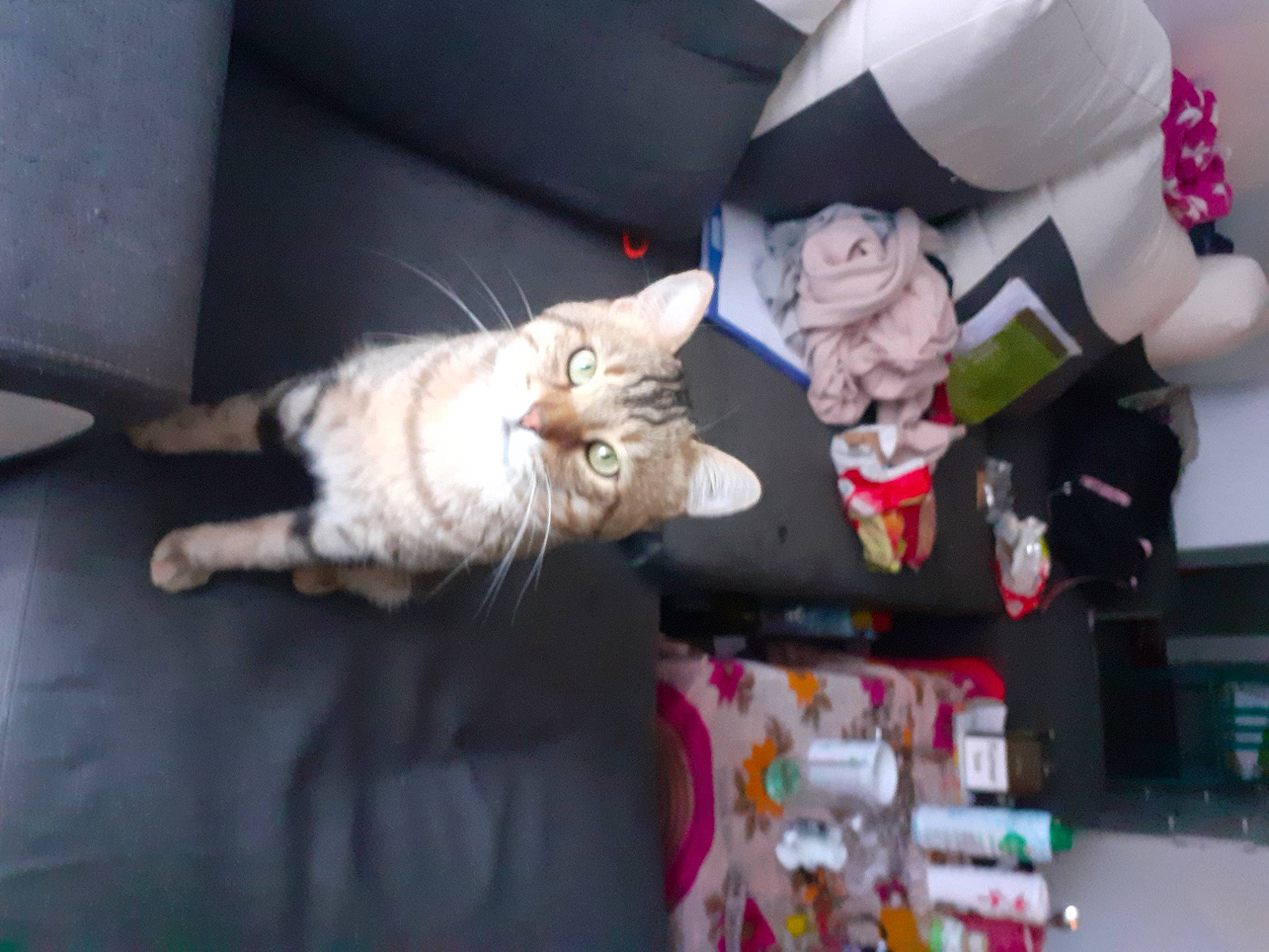 Flash a rejoint le concours — aidez-le/la à gagner de superbes lots ! carmine, carnivore, cat, christmas, comfort, domestic_short_haired_cat, event, fawn, felidae, fur, holiday, lap, paw, santa_claus, small_to_medium_sized_cats, tail, toy, tree, vertebrate, whiskers