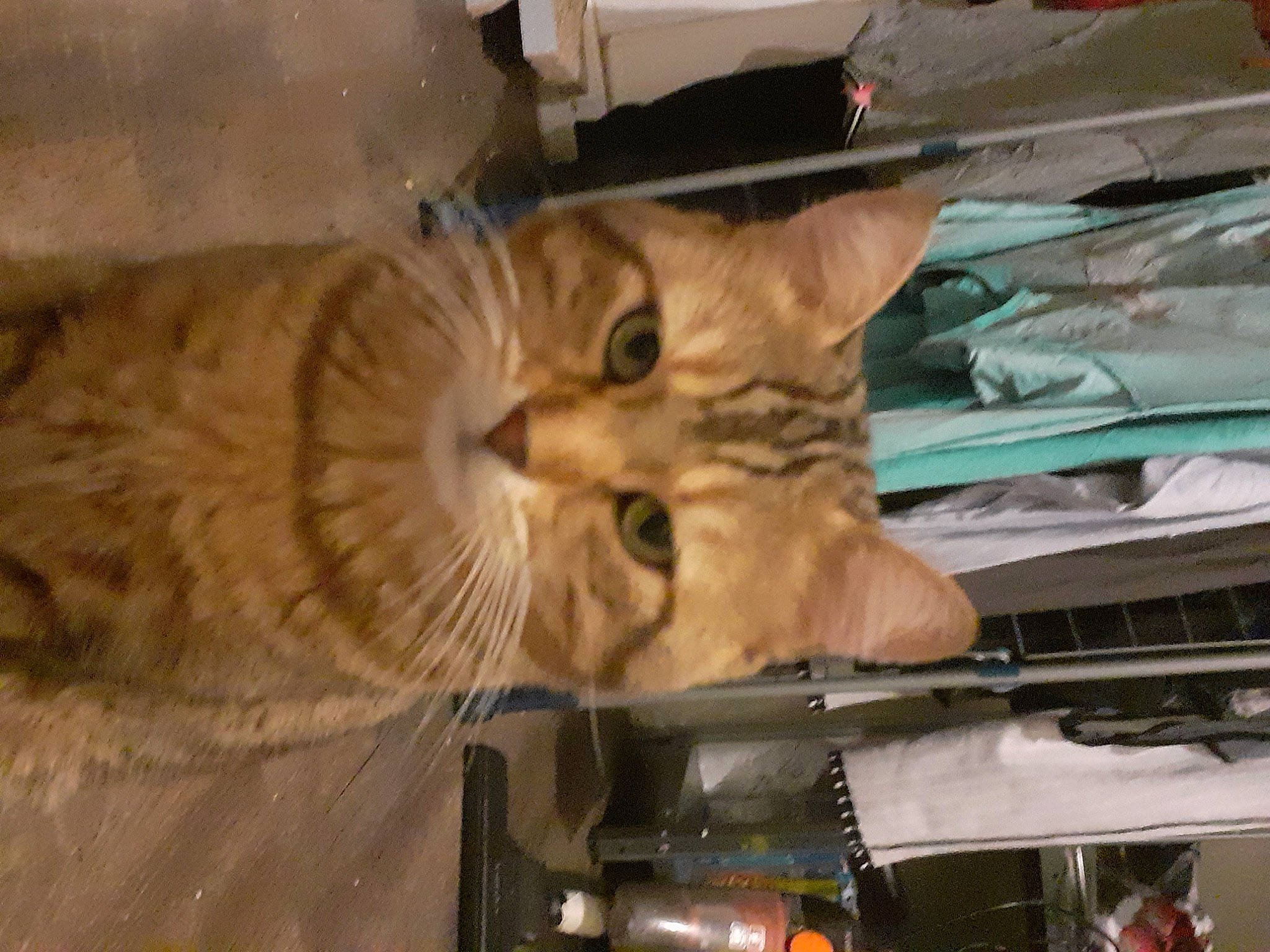 Flash a rejoint le concours — aidez-le/la à gagner de superbes lots ! automotive_exterior, carnivore, cat, claw, domestic_short_haired_cat, fawn, felidae, fur, hood, motor_vehicle, small_to_medium_sized_cats, snout, tail, vehicle, vehicle_door, wheel, whiskers, wood