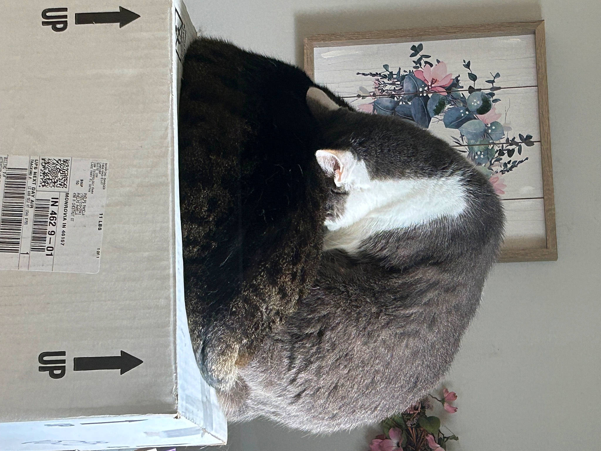 Bae Bae joined the competition — help win amazing prizes! carnivore, cat, cat_supply, comfort, domestic_short_haired_cat, felidae, fur, grey, linens, pet_supply, picture_frame, plant, rectangle, room, small_to_medium_sized_cats, snout, tail, tree, whiskers, wool