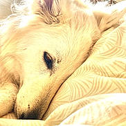 Stella a rejoint le concours — aidez-le/la à gagner de superbes lots ! dog, white_dog, resting, sleeping, blanket, bed, indoors, sunlight, window, outdoor_furniture, garden, soft_light, close_up, pet, canine, relaxed, fur, ear, snout, comfort