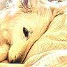 dog, white_dog, resting, sleeping, blanket, bed, indoors, sunlight, window, outdoor_furniture, garden, soft_light, close_up, pet, canine, relaxed, fur, ear, snout, comfort