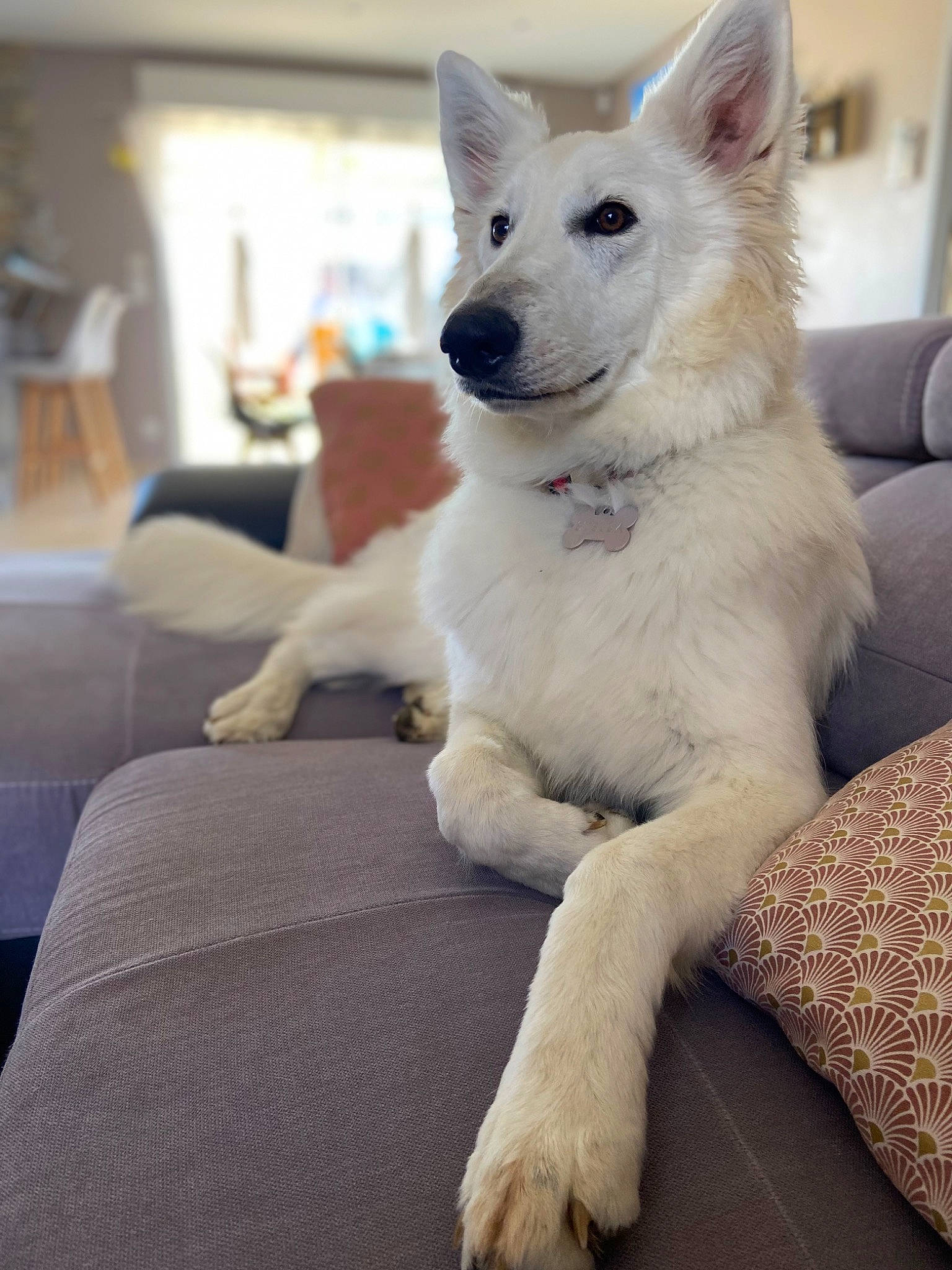 Stella participe au concours pour gagner de l'argent avec cette photo : ancient_dog_breeds, canidae, carnivore, collar, comfort, companion_dog, couch, dog, dog_breed, fawn, flooring, fur, non_sporting_group, snout, sporting_group, tail, terrestrial_animal, whiskers, working_animal