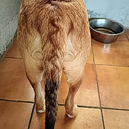 Angelo a rejoint le concours — aidez-le/la à gagner de superbes lots ! dog, tail, fur, legs, floor, tile, water_bowl, metal_bowl, wall, indoor, pet, animal, brown_fur, black_tail_tip, hind_legs, canine, domestic_animal, rear_view, paw, standing