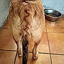 dog, tail, fur, legs, floor, tile, water_bowl, metal_bowl, wall, indoor, pet, animal, brown_fur, black_tail_tip, hind_legs, canine, domestic_animal, rear_view, paw, standing