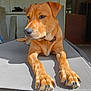 dog, brown_dog, pet, animal, outdoor_bed, relaxed, sunlight, paw, collar, resting, mesh_bed, calm, thoughtful, indoor_outdoor, concrete_floor, door, rustic, shadow, close_up, portrait