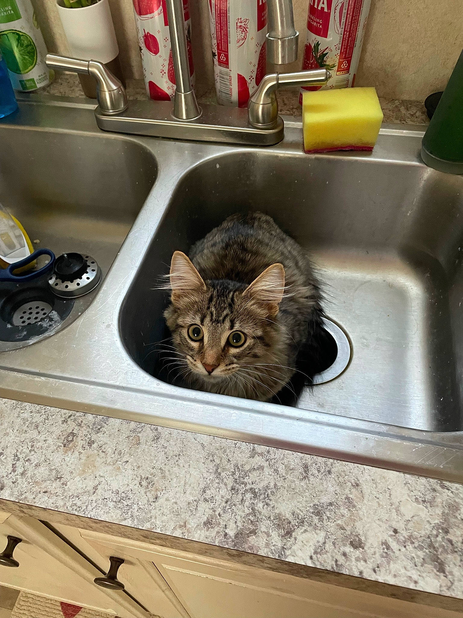 Zoey joined the competition — help win amazing prizes! animal_feed, bathroom_sink, carnivore, cat, comfort, domestic_short_haired_cat, felidae, fur, home_appliance, kitchen_appliance, kitchen_sink, major_appliance, plumbing, plumbing_fixture, room, shelving, sink, small_to_medium_sized_cats, tap, whiskers