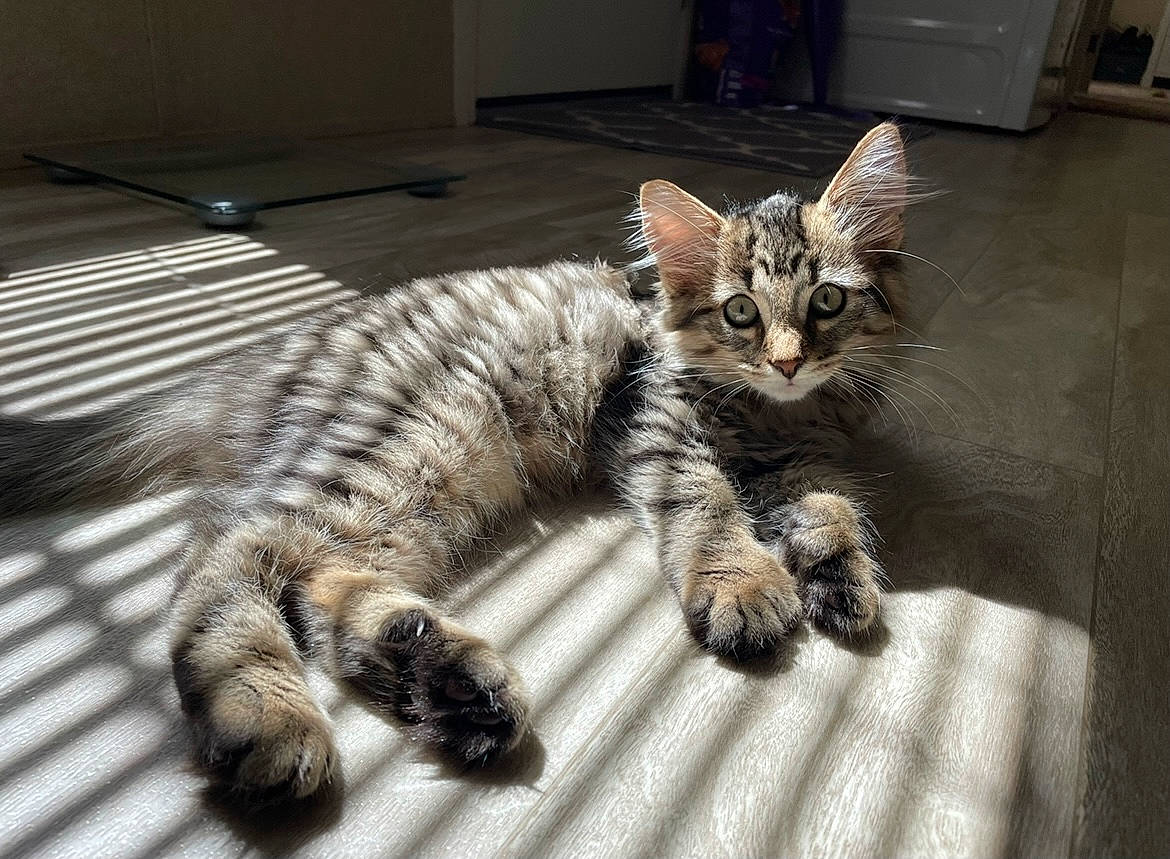 Zoey is registered to the contest to win money with this photo: carnivore, cat, claw, domestic_short_haired_cat, door, fawn, felidae, floor, flooring, foot, fur, hardwood, nap, paw, small_to_medium_sized_cats, snout, tail, terrestrial_animal, whiskers, wood