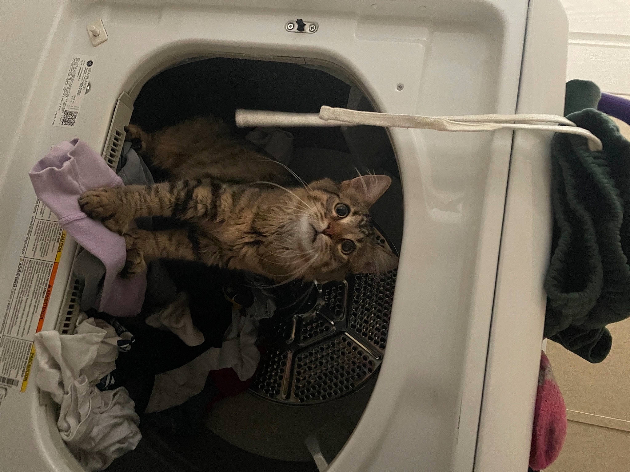 Zoey joined the competition — help win amazing prizes! automotive_design, automotive_exterior, automotive_lighting, automotive_tire, bumper, cat, door, family_car, felidae, fender, fur, gas, machine, major_appliance, motor_vehicle, room, small_to_medium_sized_cats, trunk, vehicle_door, whiskers