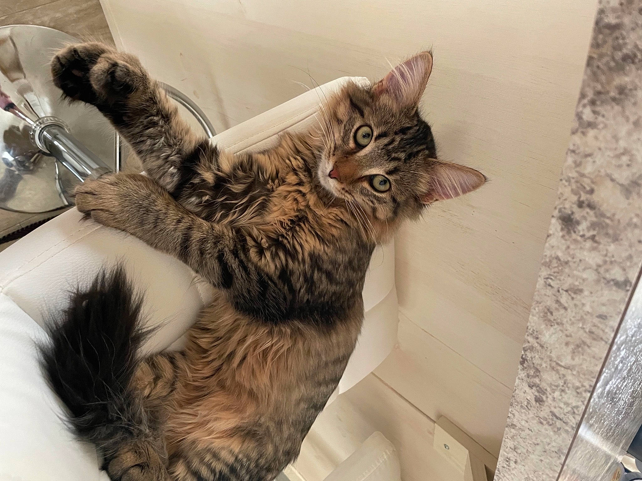 Zoey joined the competition — help win amazing prizes! bed, canidae, carnivore, cat, claw, comfort, domestic_short_haired_cat, felidae, fur, gesture, grey, human_leg, kitchen_utensil, metal, nap, paw, room, small_to_medium_sized_cats, tail, whiskers