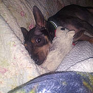 Charlie joined the competition — help win amazing prizes! dog, puppy, small_dog, black_and_tan, pointy_ears, lying_down, sleeping, bed, blanket, quilt, stuffed_animal, toy, collar, indoors, bedroom, cozy, flash_photography, pet, cute, portrait