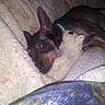 dog, puppy, small_dog, black_and_tan, pointy_ears, lying_down, sleeping, bed, blanket, quilt, stuffed_animal, toy, collar, indoors, bedroom, cozy, flash_photography, pet, cute, portrait