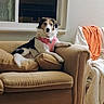 Angel is registered to the contest to win money with this photo: dog, couch, pink_harness, window, indoor, living_room, furniture, orange_cloth, white_chair, pet, canine, relaxed, seated, domestic, cozy, animal, household, casual, resting, mammal