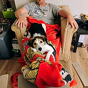 Angel joined the competition — help win amazing prizes! animal, blanket, casual_clothing, chair, comfort, dog, domestic_dog, furniture, glasses, home, indoor, living_room, looking_at_camera, man, person, pet, relaxed, resting, sitting, wooden_floor