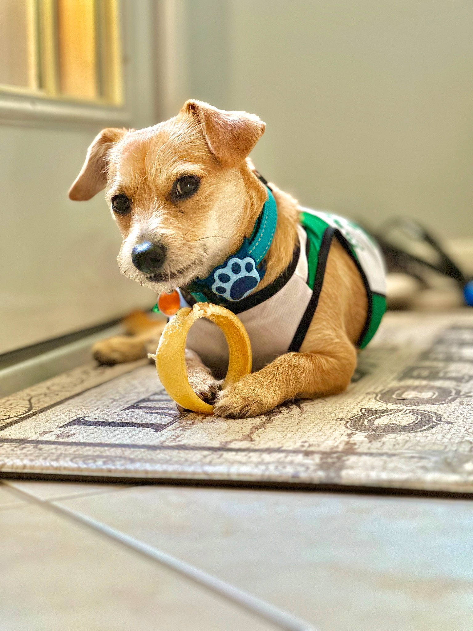 Tofu joined the competition — help win amazing prizes! canidae, carnivore, collar, companion_dog, couch, dog, dog_breed, dog_collar, dog_supply, fashion_accessory, fawn, flooring, jewellery, paw, pet_supply, snout, sporting_group, whiskers, wood, working_animal