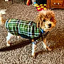 Happy is registered to the contest to win money with this photo: dog, pet, indoor, carpet, plaid_jacket, brown_fur, small_dog, leash, furniture, toy, home, curious, standing, cozy, background, colorful, animal, domestic, cute, canine
