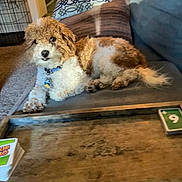 Happy joined the competition — help win amazing prizes! dog, couch, pillow, table, card_game, uno_cards, living_room, carpet, wooden_table, pet, collar, indoor, furniture, relaxing, curly_fur, brown_and_white, cozy, game_night, domestic, companion