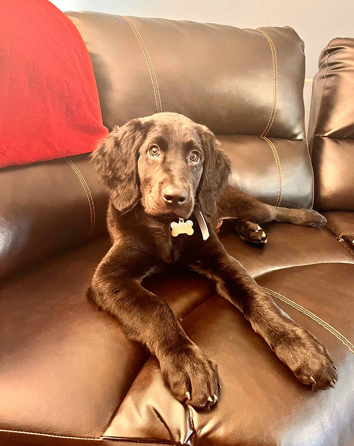 Tank joined the competition — help win amazing prizes! canidae, car_seat, carnivore, chair, comfort, companion_dog, couch, dog, dog_breed, dog_collar, fawn, flooring, fur, gun_dog, liver, metal, sitting, snout, sporting_group, working_animal