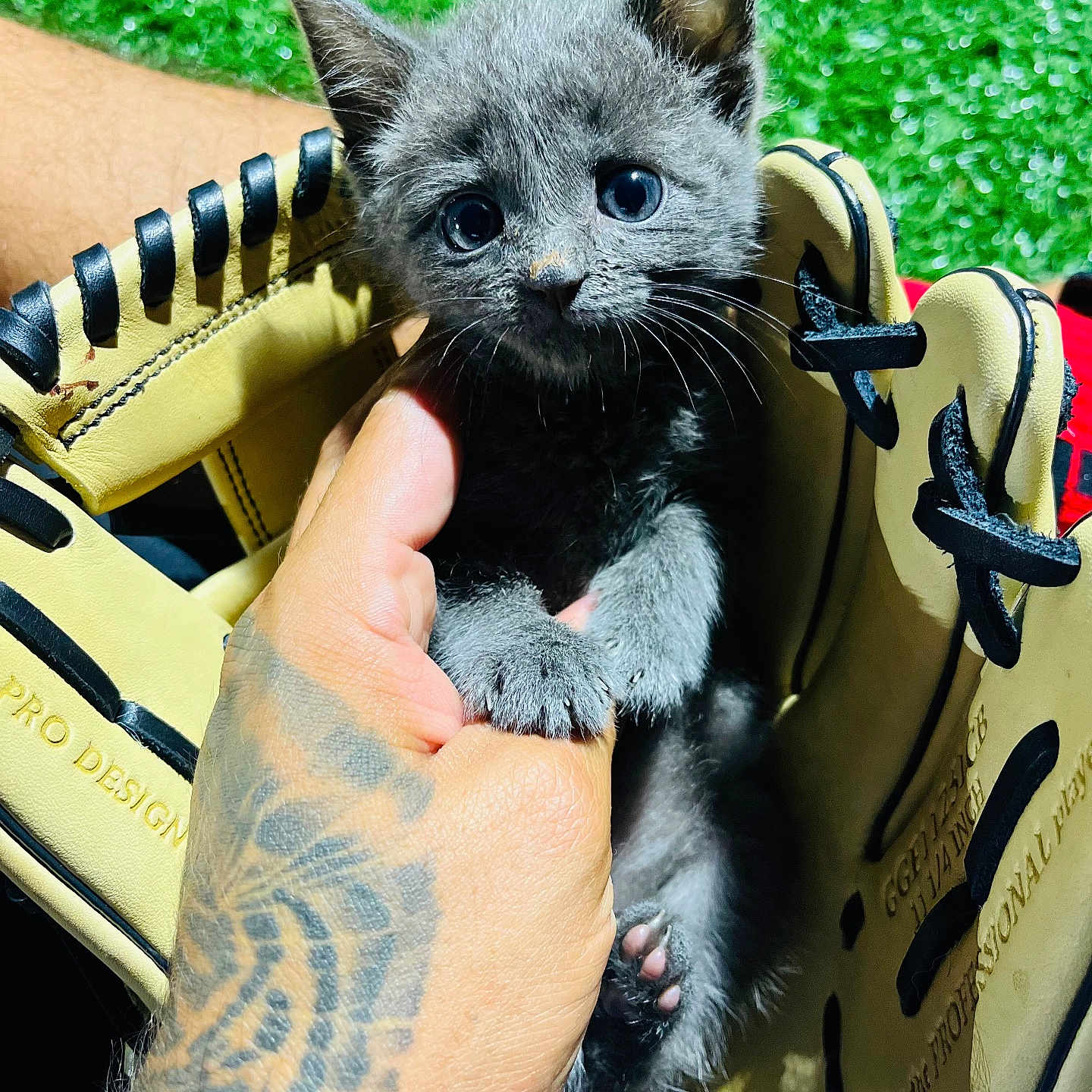 Kitty joined the competition — help win amazing prizes! animal, baseball, baseballglove, cat, clothing, face, glove, grass, head, kitten, manx, people, person, pet, photography, plant, portrait, skin, sport, tattoo
