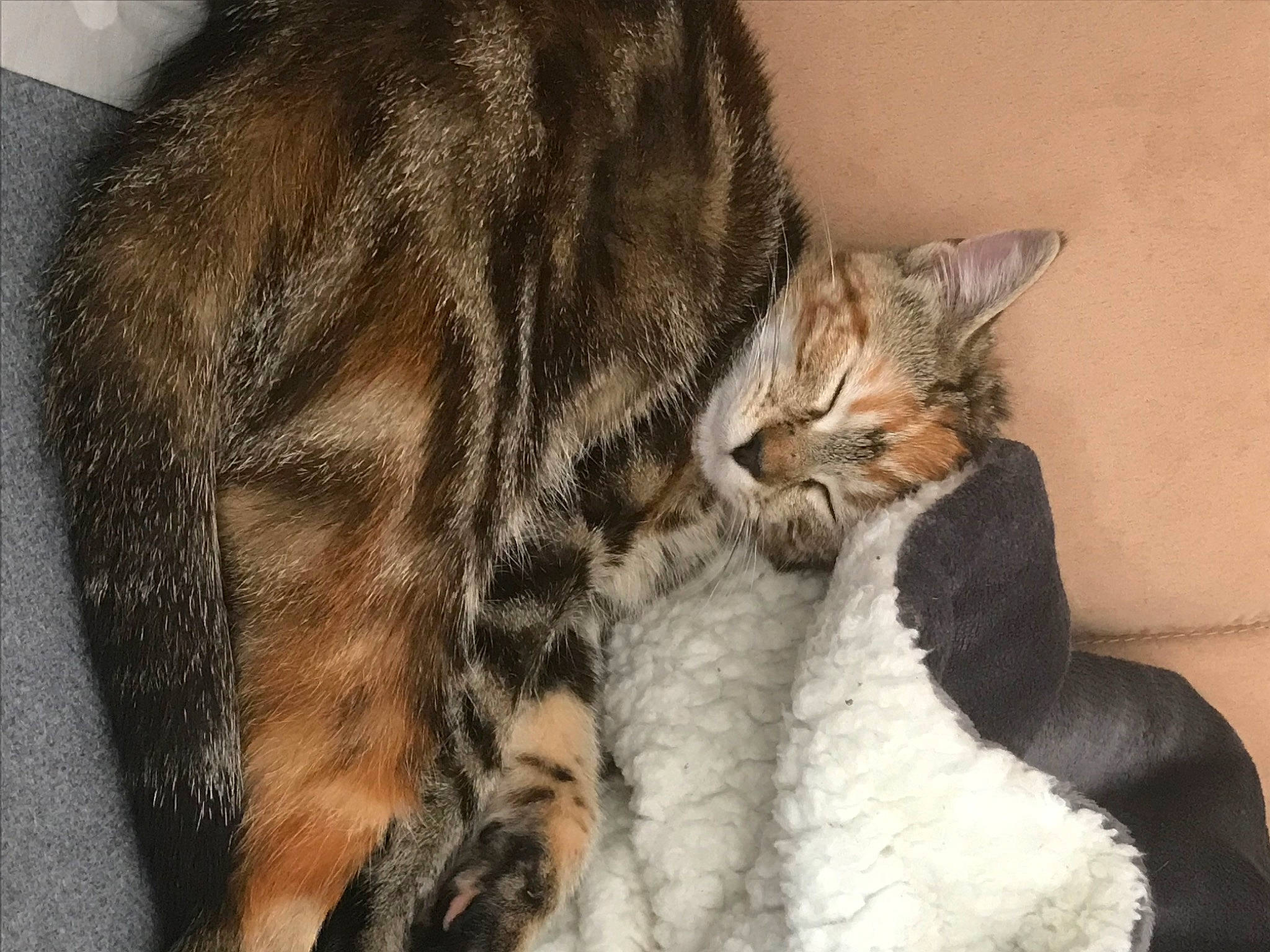 Philomène participe au concours pour gagner de l'argent avec cette photo : carnivore, cat, claw, comfort, domestic_short_haired_cat, ear, fawn, felidae, fur, nap, paw, sleep, small_to_medium_sized_cats, snout, tail, terrestrial_animal, whiskers, wildlife