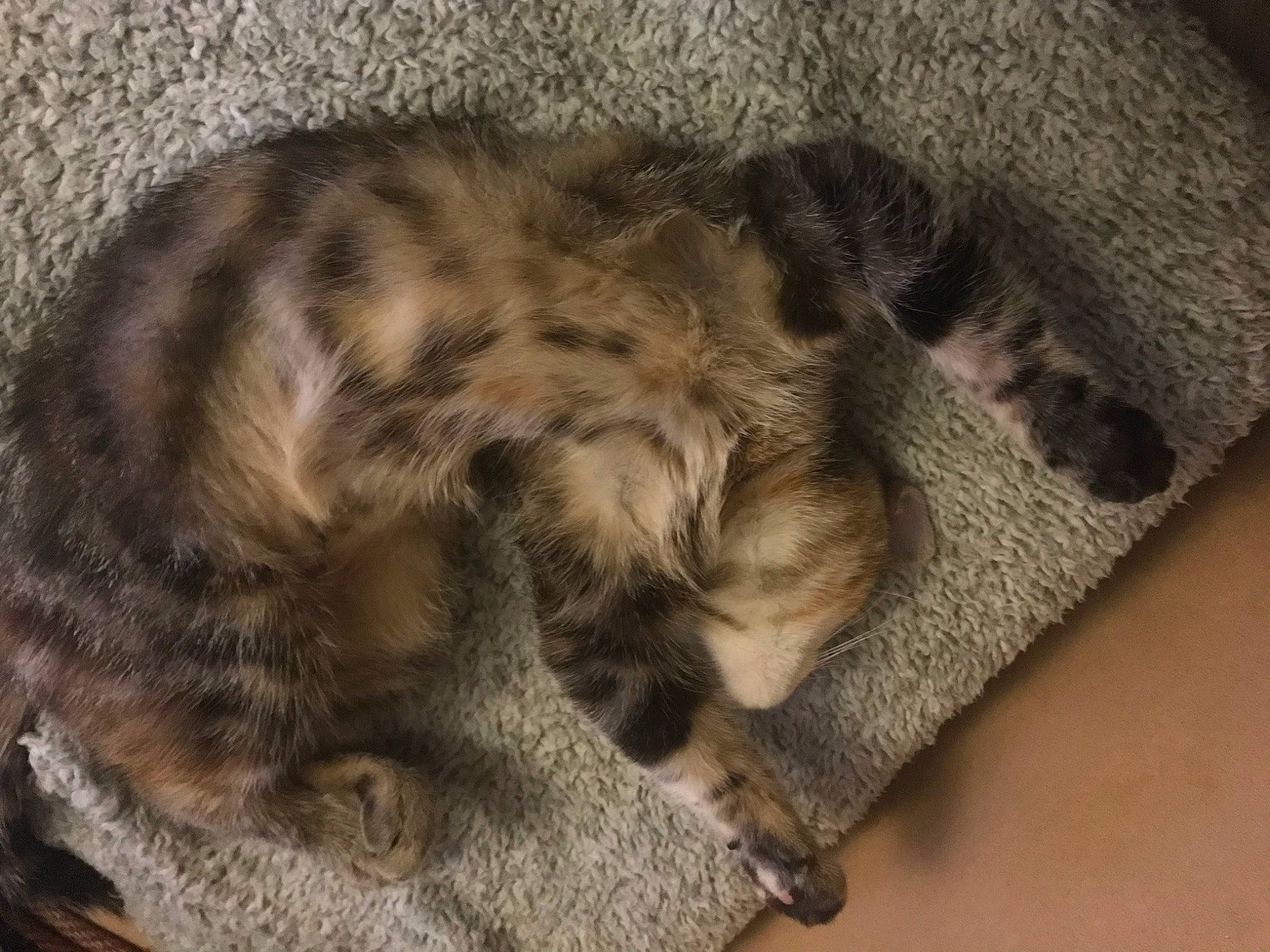 Philomène participe au concours pour gagner de l'argent avec cette photo : carnivore, cat, claw, comfort, domestic_short_haired_cat, felidae, fur, grey, nap, pattern, paw, sleep, small_to_medium_sized_cats, tail, terrestrial_animal, whiskers