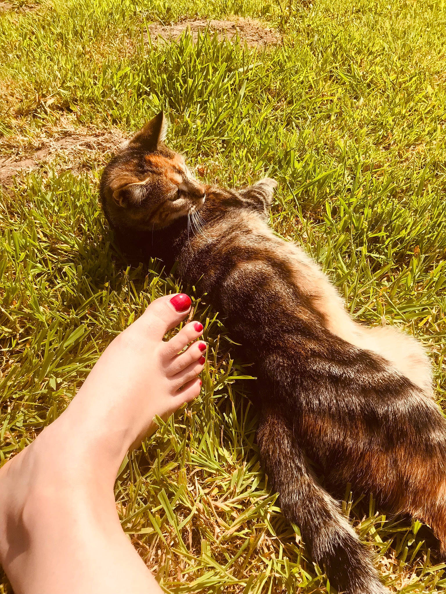 Philomène participe au concours pour gagner de l'argent avec cette photo : canidae, carnivore, cat, dog_breed, domestic_short_haired_cat, fawn, felidae, fur, grass, grass_family, human_leg, paw, people_in_nature, plant, small_to_medium_sized_cats, snout, sporting_group, tail, terrestrial_animal, whiskers