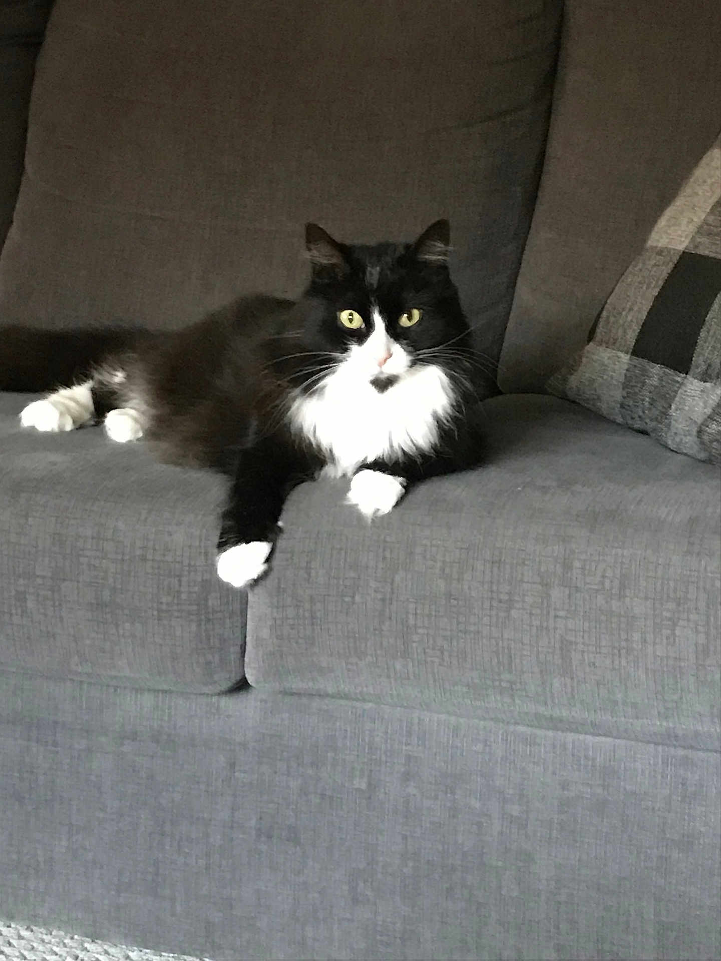 Suki