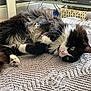 black_and_white, blanket, cat, cozy, curious, fluffy, fur, furniture, gaming_console, green_eyes, home, indoor, lying_down, paw, pet, pink_nose, relaxed, television, texture, whiskers