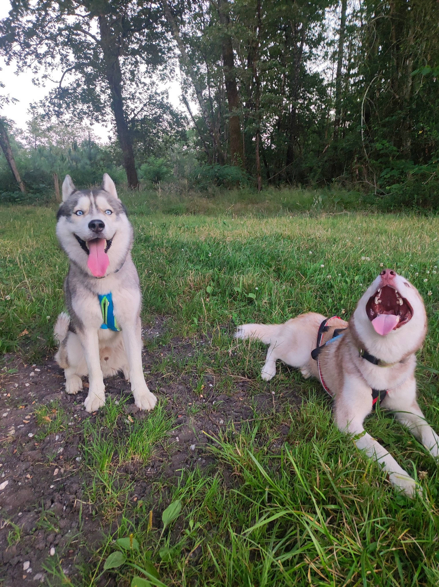 Taïko a rejoint le concours — aidez-le/la à gagner de superbes lots ! canidae, carnivore, collar, companion_dog, dog, dog_breed, dog_collar, fawn, garden_hose, grass, leash, pet_supply, plant, sporting_group, tail, terrestrial_animal, tree, working_animal, working_dog, yard