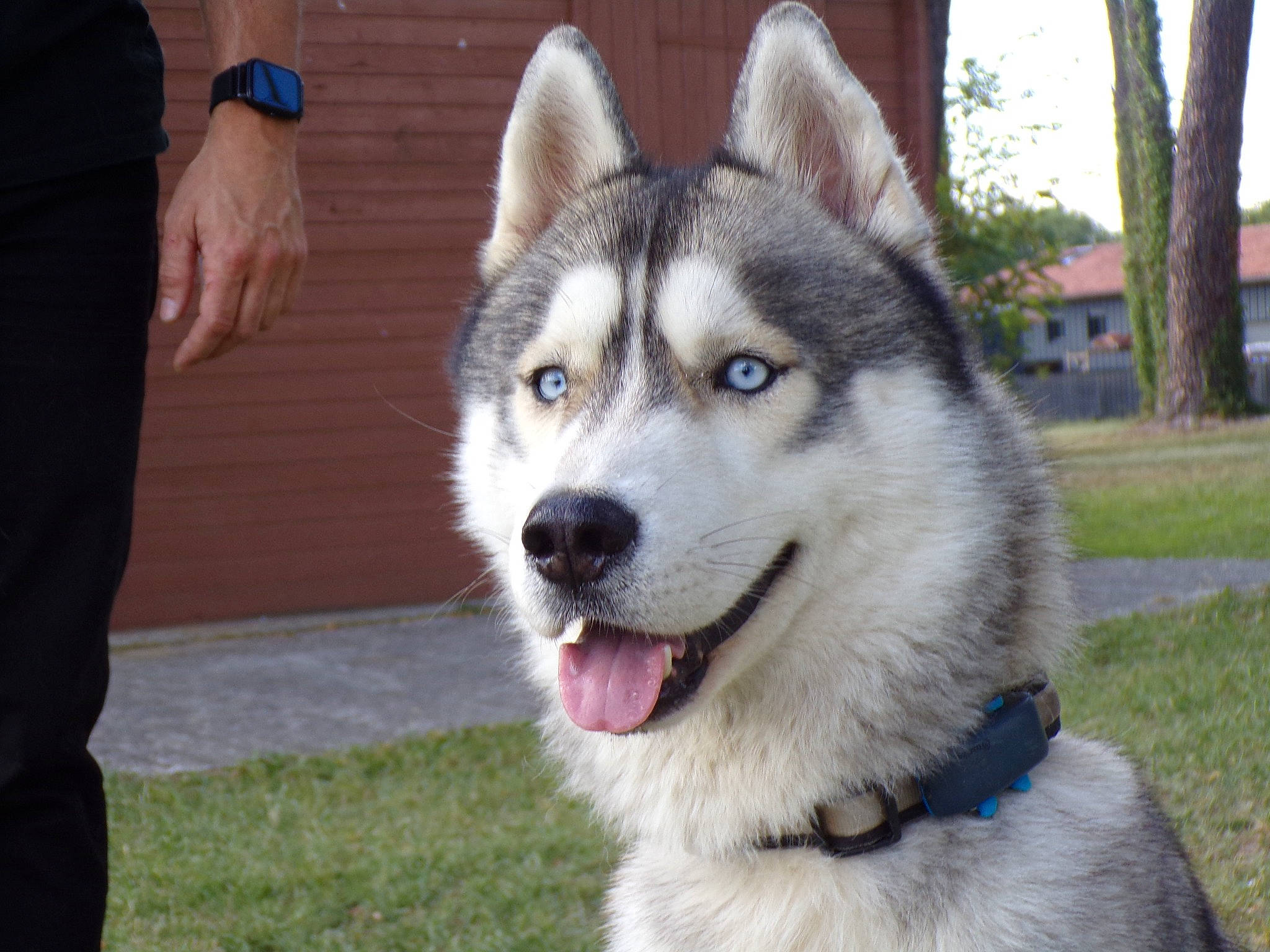 Taïko participe au concours pour gagner de l'argent avec cette photo : ancient_dog_breeds, carnivore, collar, companion_dog, dog, dog_breed, eye, fur, grass, plant, siberian_husky, sled_dog, snout, terrestrial_animal, tree, watch, whiskers, working_animal, working_dog