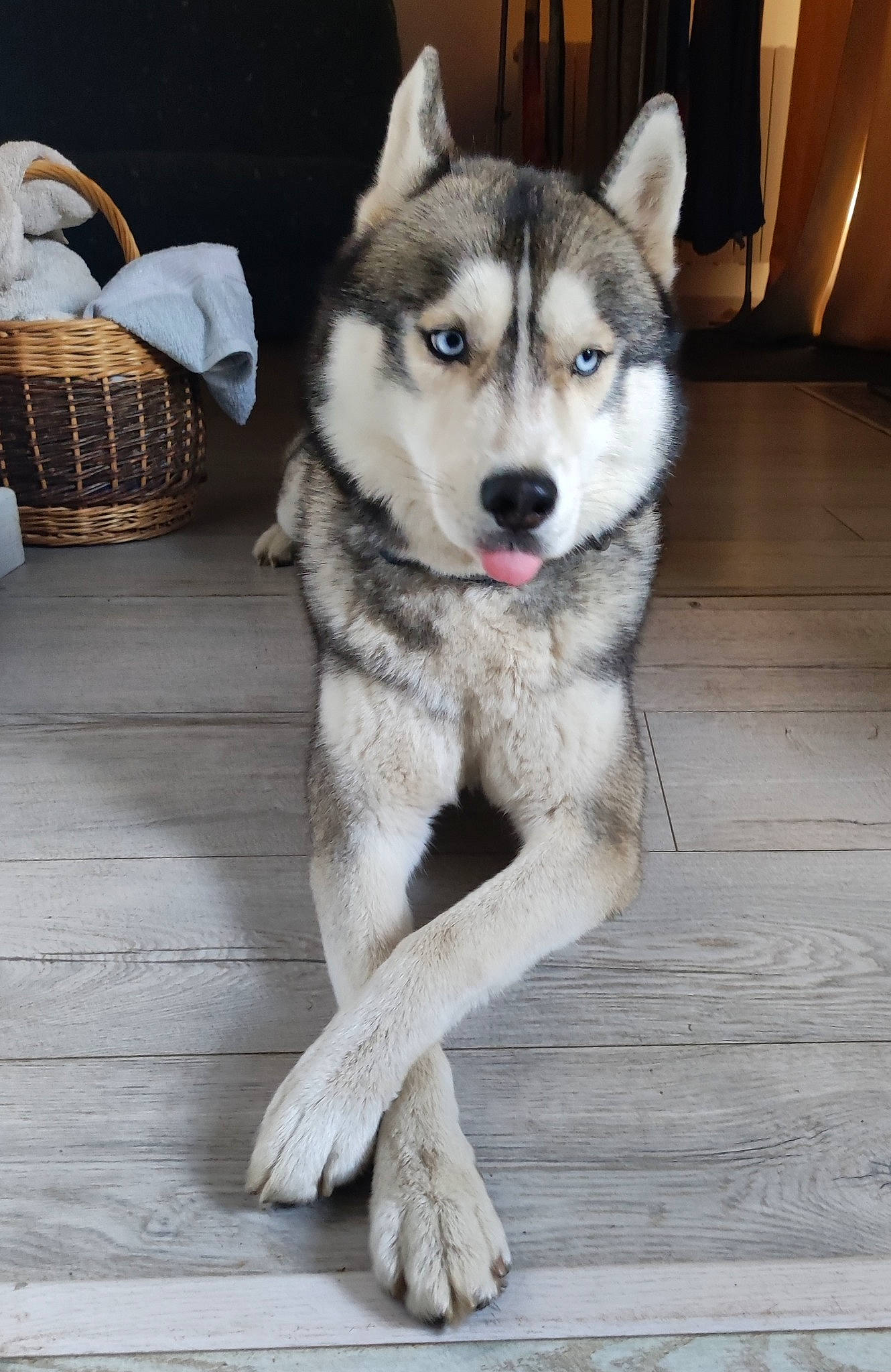 Taïko participe au concours pour gagner de l'argent avec cette photo : bag, basket, canis, carnivore, companion_dog, dog, dog_breed, flooring, fur, hardwood, luggage_and_bags, picnic_basket, siberian_husky, sled_dog, storage_basket, terrestrial_animal, wicker, wood, working_animal, working_dog