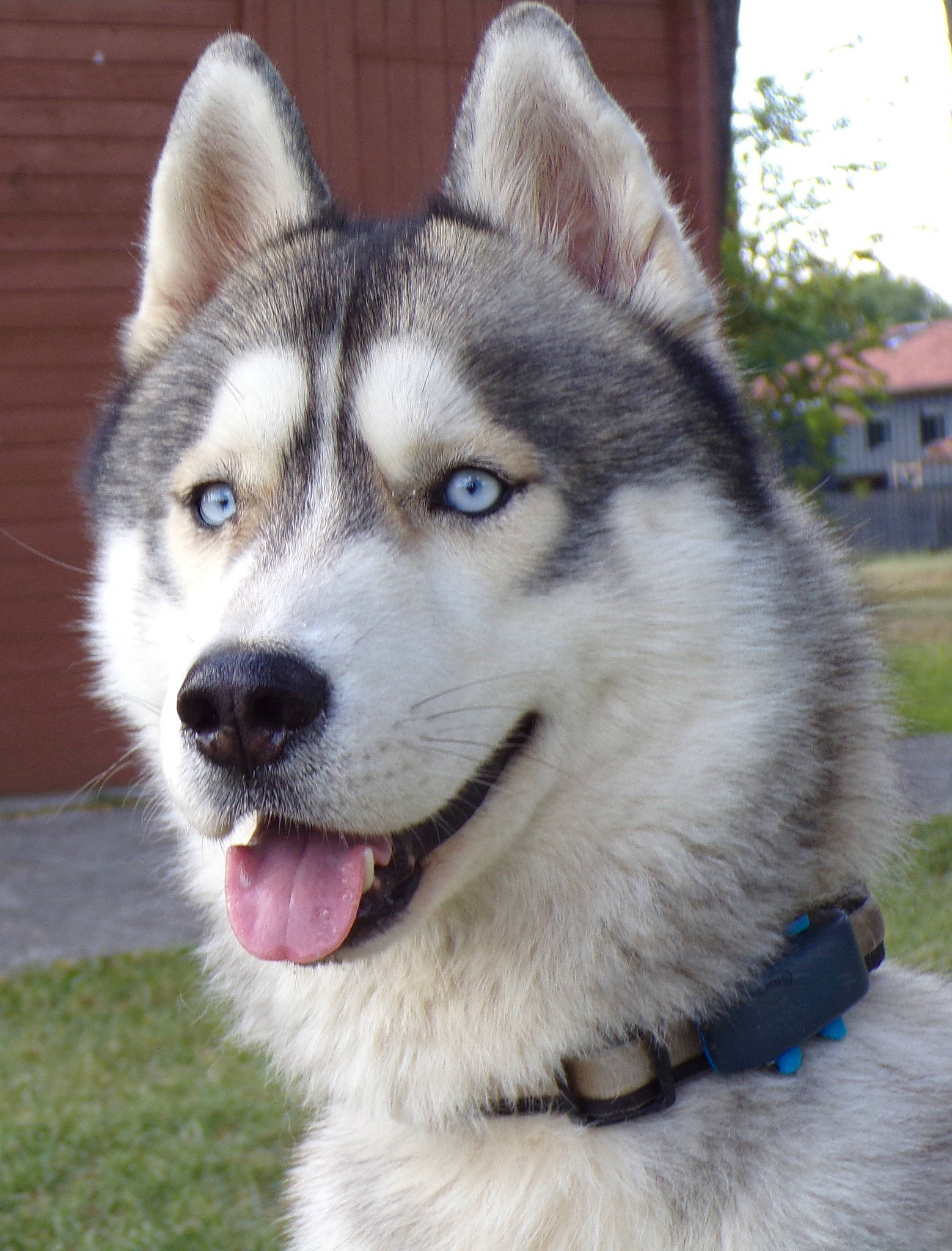 Taiko participe au concours pour gagner de l'argent avec cette photo : canidae, carnivore, collar, companion_dog, dog, dog_breed, fur, jaw, plant, siberian_husky, sled_dog, snout, sporting_group, terrestrial_animal, tree, whiskers, wildlife, window, working_animal, working_dog