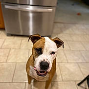 Leelynn is registered to the contest to win money with this photo: animal, brown_and_white, canine, companion, dog, domestic, ears, friendly, fur, household, indoor, kitchen, looking_up, pet, portrait, refrigerator, sitting, smiling, snout, tile_floor