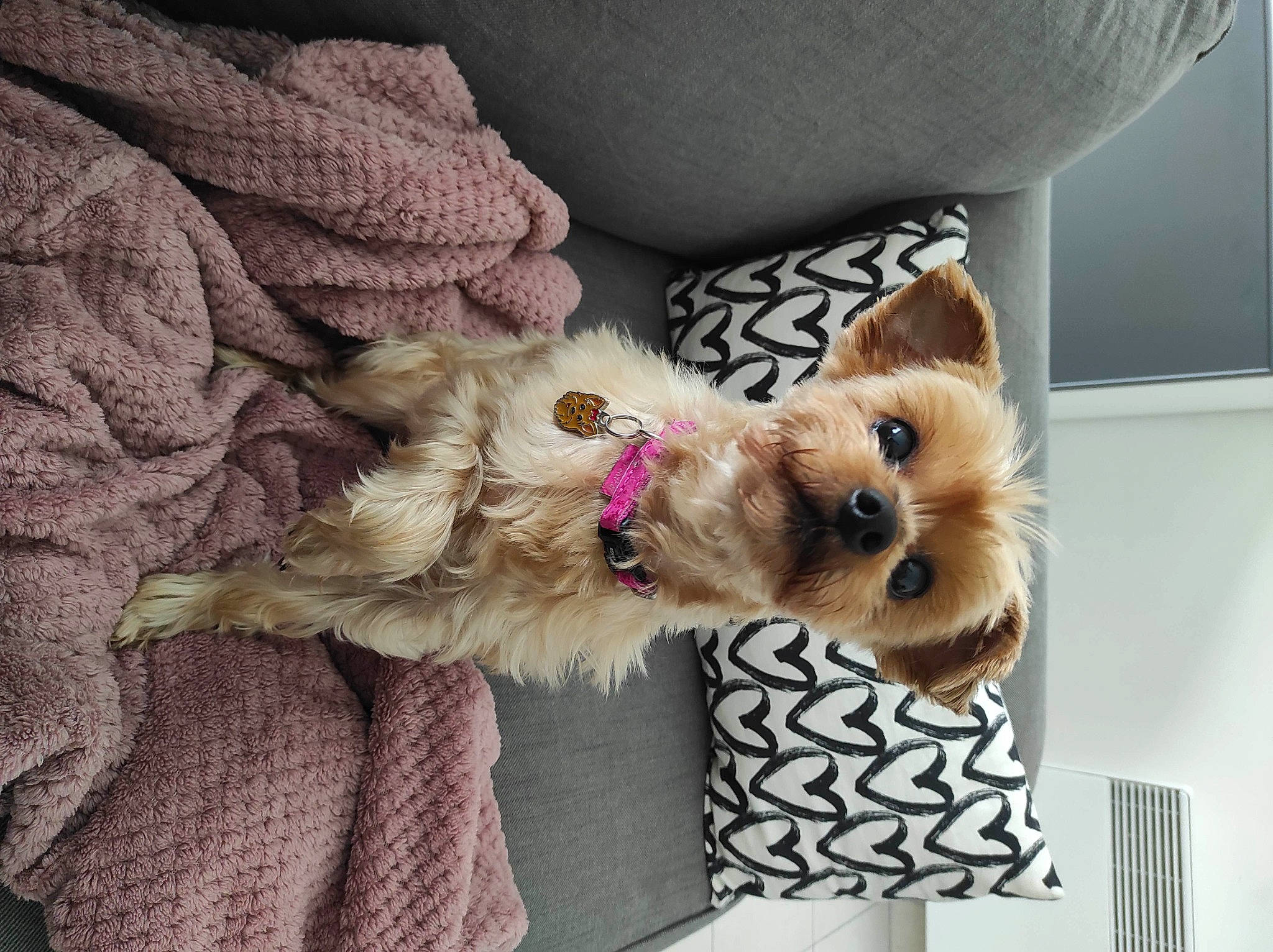 Inoa participe au concours pour gagner de l'argent avec cette photo : blond, carnivore, collar, comfort, companion_dog, dog, dog_breed, dog_clothes, dog_supply, fawn, felidae, fur, liver, pet_supply, pink, small_terrier, sporting_group, terrier, toy_dog, yorkshire_terrier