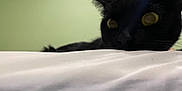 Hally joined the competition — help win amazing prizes! cat, black_cat, animal, pet, curious, indoor, closeup, whiskers, ears, eyes, face, feline, alert, resting, bed, blanket, soft, green_background, quiet, domestic