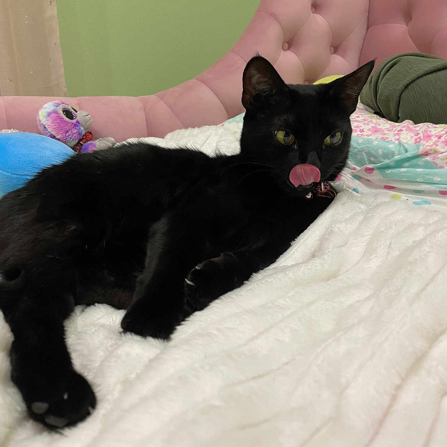 Hally joined the competition — help win amazing prizes! animal, bed, bedroom, black_cat, blanket, cat, cozy, cute, feline, fur, indoor, pet, pillow, pink_headboard, relaxed, resting, soft_texture, stuffed_toy, tongue_out, whiskers