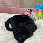 Hally joined the competition — help win amazing prizes! black_cat, sleeping, plush_toys, pink_couch, white_blanket, indoor, curtains, star_pattern, cozy, pet, feline, resting, fur, soft_texture, colorful, toys, home, relaxation, animal, comfort