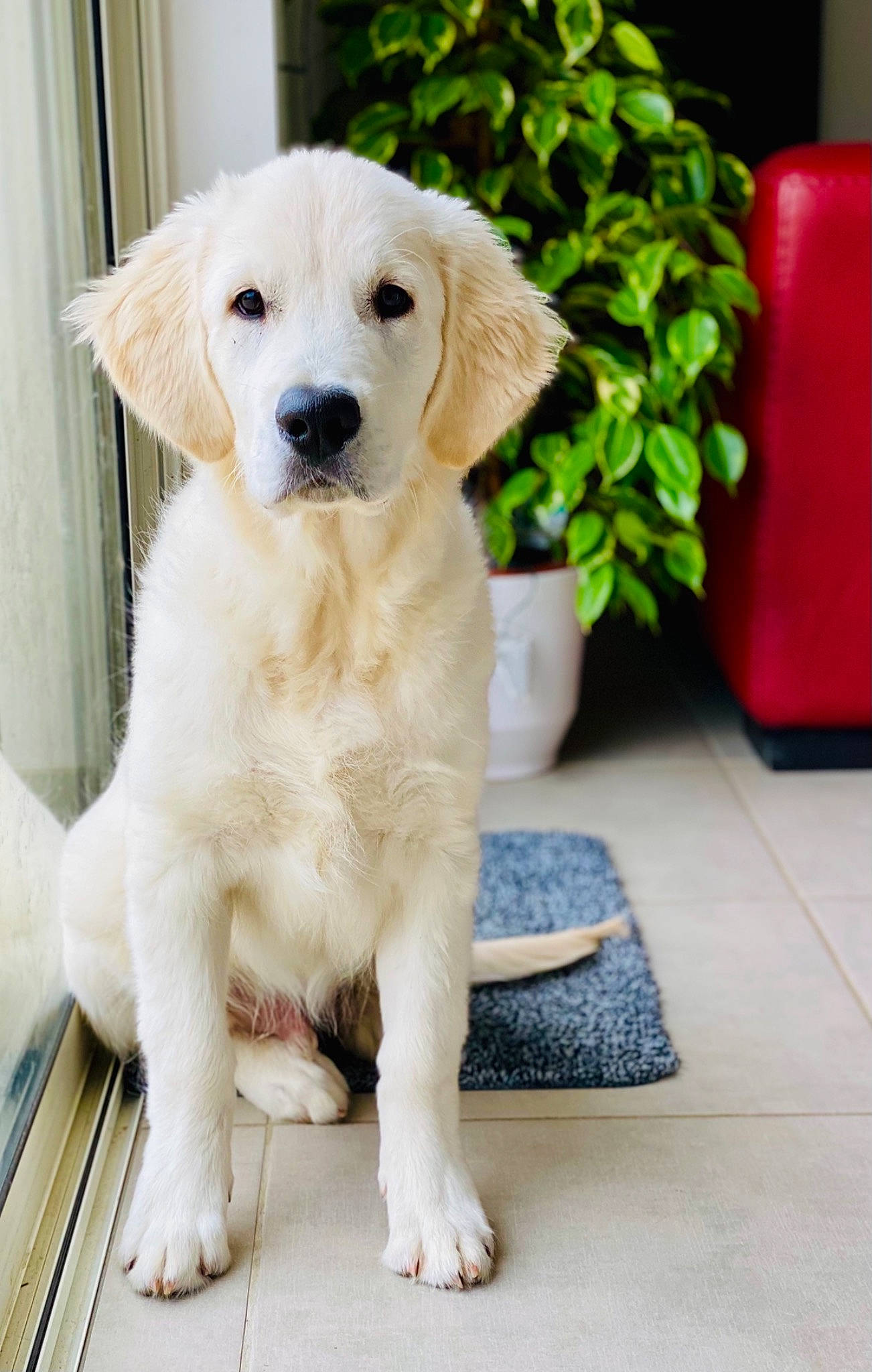 Reggie a rejoint le concours — aidez-le/la à gagner de superbes lots ! canidae, carnivore, companion_dog, dog, dog_breed, fawn, firefighter, flooring, flowerpot, fur, houseplant, labrador_retriever, pet_supply, plant, snout, sporting_group, tail, terrestrial_animal, whiskers, working_animal