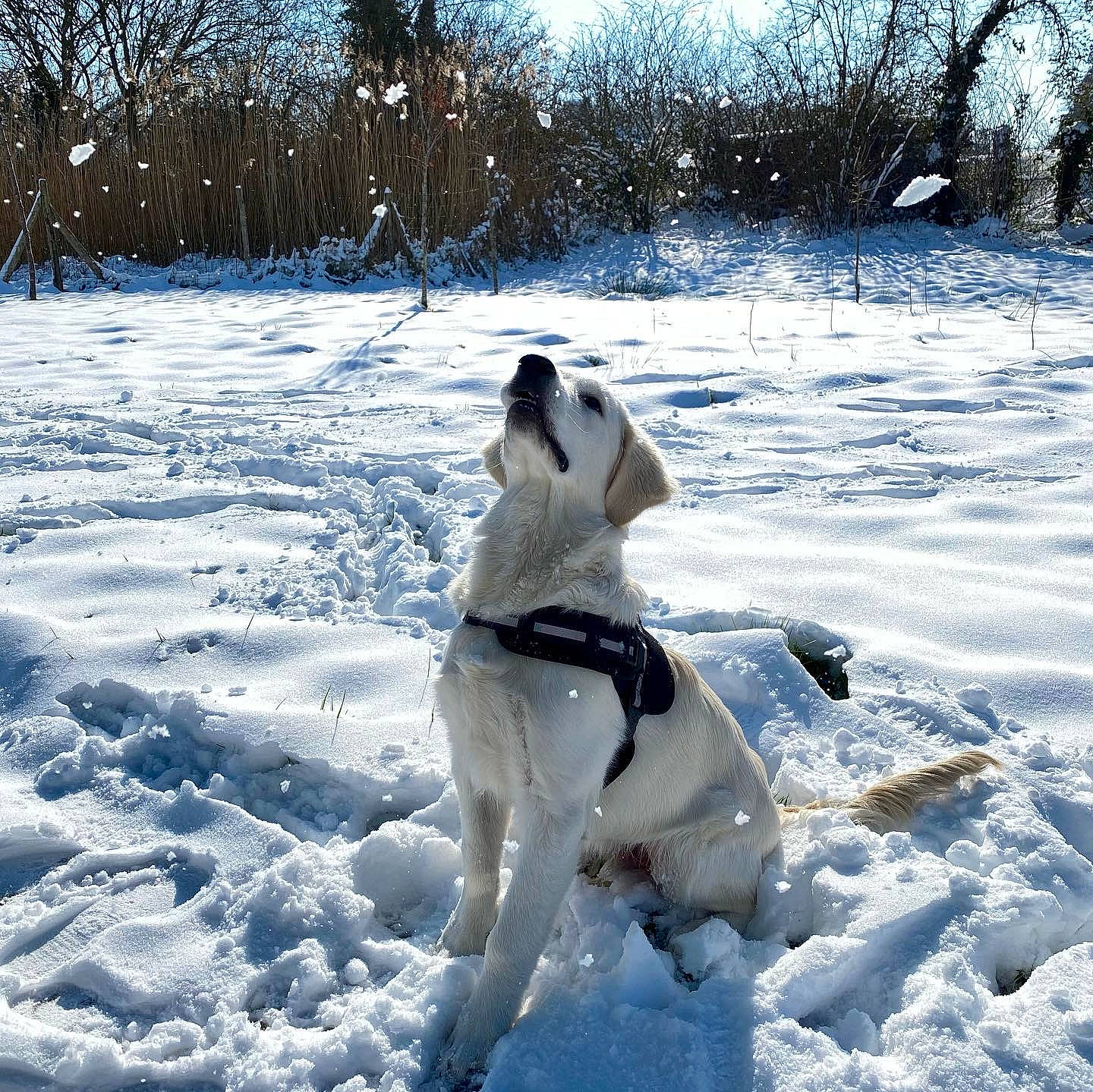 Reggie a rejoint le concours — aidez-le/la à gagner de superbes lots ! canidae, carnivore, companion_dog, dog, dog_breed, dog_collar, freezing, fur, gun_dog, hunting_dog, light, non_sporting_group, plant, recreation, slope, snow, sporting_group, tree, winter, working_dog