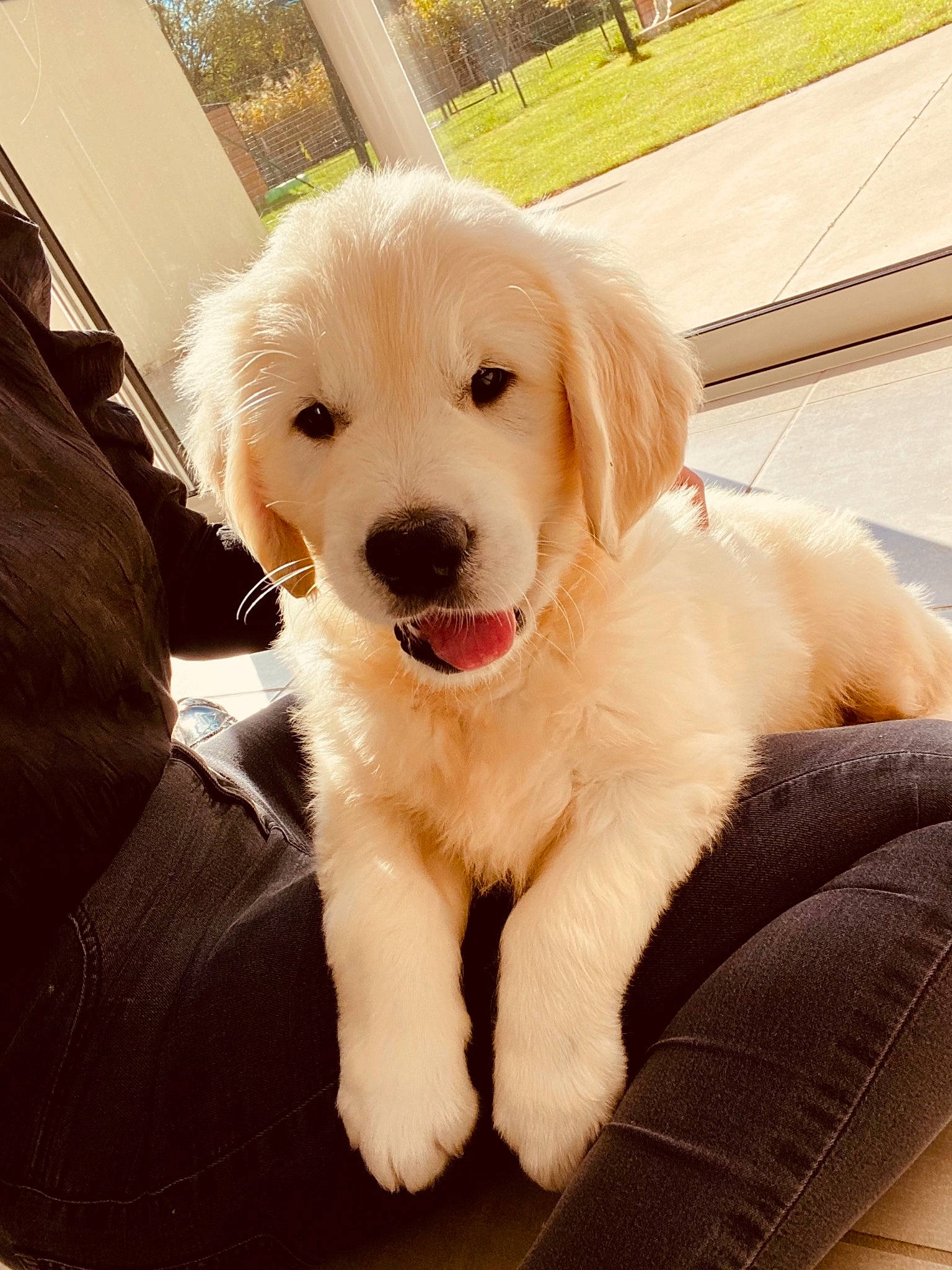 Reggie participe au concours pour gagner de l'argent avec cette photo : canidae, carnivore, chair, collar, companion_dog, dog, dog_breed, dog_collar, fawn, fur, happy, non_sporting_group, paw, puppy, snout, sporting_group, whiskers, working_animal, working_dog